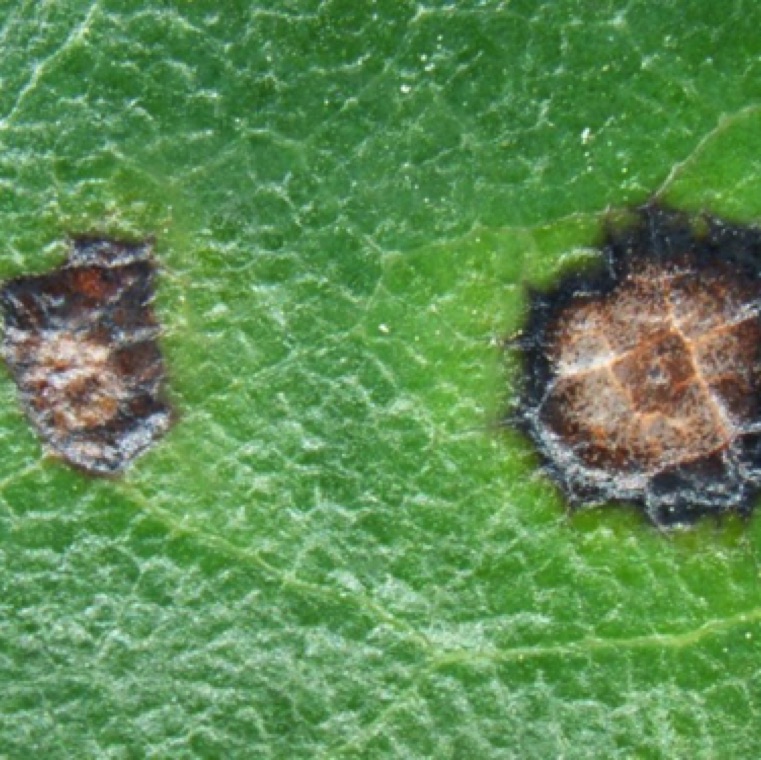 A close up of the infected leaf.